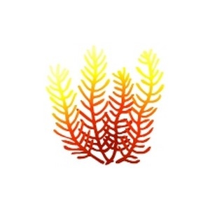 Fire Gorgonian